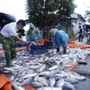 Thu hoạch cá tại Hợp tác xã nuôi trồng thủy sản Hạ Lễ (huyện Ân Thi, Hưng Yên). (Ảnh: Phạm Kiên/TTXVN)