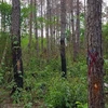 Lâm Đồng: Điều tra vụ người chết trong rừng nghi bị bắn nhầm