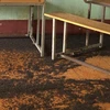 Hàng trăm ngàn con bọ đậu đen bu kín các lớp học tại trường Tiểu học An Phú. (Ảnh: Đậu Tất Thành/TTXVN)