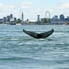 Hình ảnh con cá voi lưng gù được chụp lại trước đó. (Nguồn: bangkokpost.com)