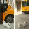 Chú chó nhỏ cần mẫn đưa đón cô chủ đi học khiến người xem xúc động