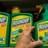 Thuốc diệt cỏ Roundup của hãng Monsanto (Mỹ) được bày bán tại một cửa hàng ở Lille, Pháp. (Ảnh: AFP/TTXVN)