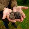 Nấm cục truffle của ông Mike Collison. (Nguồn: DailyMail)