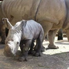 Con tê giác 12 ngày tuổi tại Vườn thú Auckland. (Nguồn: Supplied/NZherald)