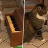 Kỳ lạ chú mèo chơi piano để thông báo cho chủ biết mình đang đói