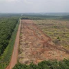 Hàng trăm ha cao su trong vùng dự án sân bay Long Thành đã được cưa cắt. (Ảnh: Công Phong/TTXVN)
