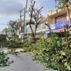 Thành phố Đà Nẵng khẩn trương cắt tỉa cây xanh để phòng chống bão. (Ảnh: Văn Dũng/TTXVN)