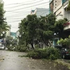 Cây xanh bị ngã đổ trên các tuyến phố tại thành phố Quy Nhơn. (Ảnh: Phạm Kha/TTXVN)