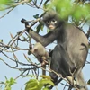Khỉ Popa. (Nguồn: AFP/Getty Images)
