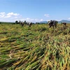Người dân Kon Tum gặt vội những diện tích lúa bị ngã, đổ do bão. (Ảnh minh họa: Dư Toán/TTXVN)
