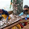 Quyền đánh bắt cá là một trong những bất đồng chính cản trở một thỏa thuận mà hai bên đang rất cần đạt được.. (Ảnh: AFP/TTXVN)