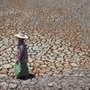 Cánh đồng lúa khô hạn tại tỉnh Suphanburi, Thái Lan. (Ảnh: AFP/TTXVN)