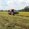 Thu hoạch lúa Hè Thu 2020 sản xuất theo mô hình cánh đồng lớn ở huyện Hòn Đất (Kiên Giang). (Ảnh: Lê Huy Hải/TTXVN)