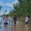 Trồng rừng ngập mặn tại Trà Vinh. (Nguồn: Vietnam+)
