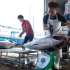 Ngư dân tỉnh Khánh Hòa khai thác cá ngừ đại dương xuất khẩu. (Ảnh: TTXVN)