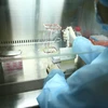 Thực hiện phân lập virus của nhóm khoa học nữ tại Viện Vệ sinh Dịch tễ Trung ương. (Ảnh: Minh Quyết/TTXVN)