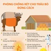 [Infographics] Cách phòng chống rét cho trâu bò đúng cách