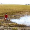 Trình diễn máy phun khói sinh học giúp diệt trừ sâu bệnh trong sản xuất lúa. (Ảnh minh họa: Thanh Liêm/TTXVN)