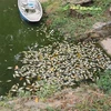 Cá chết trên mặt hồ trong hồ công viên văn hóa Thanh Lễ, thành phố Thủ Dầu Một, tỉnh Bình Dương. (Ảnh: Huyền Trang/TTXVN)