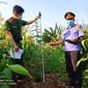Công an huyện Chư Sê phát hiện, kiểm đếm, nhổ bỏ 230 cây nghi là cây cần sa được trồng trong vườn rẫy nhà ông Hưng, tại khu vực thôn 6, xã Ia Blang, huyện Chư Sê (Gia Lai). (Ảnh: TTXVN phát)