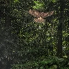 Một cá thể diều hâu núi được tái thả, giang cánh bay về rừng.(Ảnh: Thành Đạt/TTXVN)