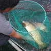 Cá chép đang được 'vỗ giòn' tại hộ gia đình anh Nguyễn Quốc Luật. (Ảnh: Phạm Kha/TTXVN)