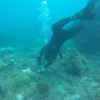 Các tình nguyện viên tại Côn Đảo cùng các nhà khoa học cấy san hô san hô trên nền đáy tự nhiên. (Ảnh: TTXVN phát)