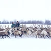 Trẻ em dân tộc Nenets từ nhỏ đã theo cha, anh làm công việc thuần hóa và chăn nuôi tuần lộc bán hoang dã trên các vùng lãnh nguyên rộng lớn. (Ảnh: Trần Hiếu/TTXVN)
