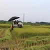 Gặt lúa giúp dân tại phường Khắc Niệm, thành phố Bắc Ninh. (Ảnh: Thanh Thương/TTXVN)