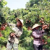 Nông dân Bắc Giang thu hoạch vải thiều. (Ảnh minh họa: TTXVN)