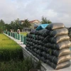 Phú Yên là một trong những địa phương có năng suất lúa cao nhất cả nước. (Ảnh: Phạm Cường-TTXVN)