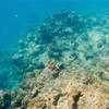 Rạn san hô Great Barrier ở Queensland, Australia, ngày 2/6/2021. (Ảnh: THX/TTXVN)