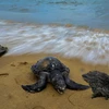 Xác rùa biển trôi dạt vào bờ ở Wellawatte, Sri Lanka ngày 24/6/2021, sau sau thảm họa đắm tàu. (Ảnh: AFP/TTXVN)
