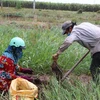 Nông dân huyện Thạnh Hóa (Long An) vụ thu hoạch khoai mỡ. (Ảnh: Thanh Bình/TTXVN)