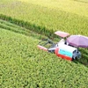Hoạt động thu hoạch lúa mùa bằng máy gặt đập liên hợp tại huyện Bình Xuyên, Vĩnh Phúc. (Ảnh: Hoàng Hùng/TTXVN)