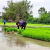 Nông dân Nghệ An cấy lúa vụ Đông Xuân. (Ảnh minh họa: Văn Tý/TTXVN)