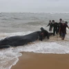Lực lượng chức năng giải cứu cá voi mắc cạn vào bờ ở cửa biển Tư Hiền. (Ảnh: Đỗ Trưởng/TTXVN)
