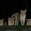 Sư tử ở công viên Night Safari. (Nguồn: Night Safari)