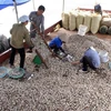 Thu hoạch ngao thương phẩm tại xã Giao Thiện, huyện Giao Thủy, Nam Định. (Ảnh minh họa: Quang Quyết/TTXVN)