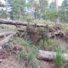 Hàng trăm cây thông bị chặt hạ trên khu vực đất UBND tỉnh Lâm Đồng giao cho công ty Hàn Việt triển khai dự án. (Nguồn: kinhtemoitruong.vn)