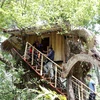 Những ngôi nhà "tổ chim" độc đáo có một không hai được làm trên các cây cổ thụ để phục vụ du khách. (Ảnh: Quý Trung/TTXVN)