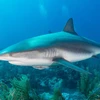 Cá mập có các protein giống kháng thể có thể ngăn ngừa virus SARS-CoV-2. (Nguồn: euronews.com)