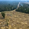 Một khoảng rừng Amazon bị thiêu rụi ở gần Porto Velho, bang Rondonia, Brazil, ngày 24/8/2019. (Ảnh: AFP/TTXVN)