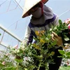 Người dân huyện Lạc Dương (Lâm Đồng) thu hoạch hoa hồng. (Ảnh minh họa: Nguyễn Dũng/TTXVN)