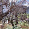 Gốc đào cổ đang ra chuẩn bị ra hoa tại hộ gia đình anh Hoàng Minh Thắm, xã Toàn Sơn, huyện Đà Bắc, Hòa Bình. (Ảnh: Thanh Hải/TTXVN)