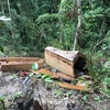 Hiện trường vụ khai thác trái phép gần 85m3 gỗ tại tiểu khu 734, xã Chư Grey, huyện Kong Chro (Gia Lai). (Ảnh: TTXVN phát)