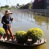 Cúc mâm xôi của gia đình chị Quyền ở xã Tân Khánh Đông, thành phố Sa Đéc đang thu hoạch. 