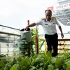 Thiếu tá Nguyễn Hữu Toàn chăm sóc vườn rau xanh trên nhà giàn DK1. (Ảnh: Hồng Đạt/TTXVN)