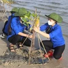 Lực lượng đoàn viên, thanh niên xã Cam Thành Bắc, huyện Cam Lâm, tỉnh Khánh Hòa hưởng ứng trồng cây đước ở rừng ngập mặn ven đầm Thủy Triều. (Ảnh: Phan Sáu/TTXVN)