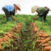 Nông dân xã Đức Chính, huyện Cẩm Giàng thu hoạch cà rốt. (Ảnh: Vũ Sinh/TTXVN)